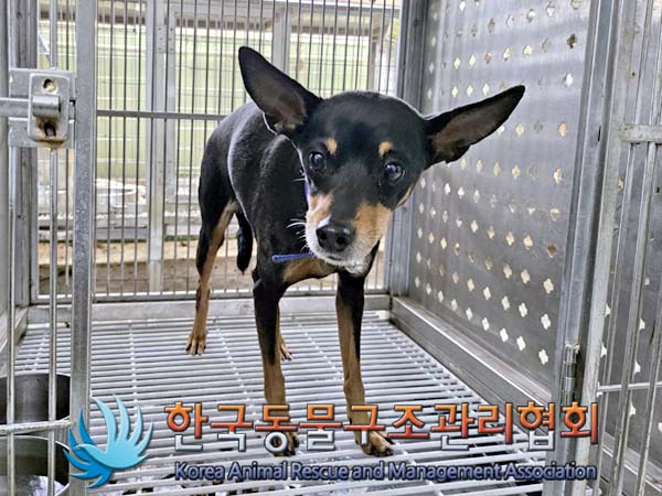 한국동물구조관리협회_441560202400651